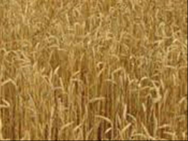 Agri-Uur: Jongste Safex-nuus | News Article