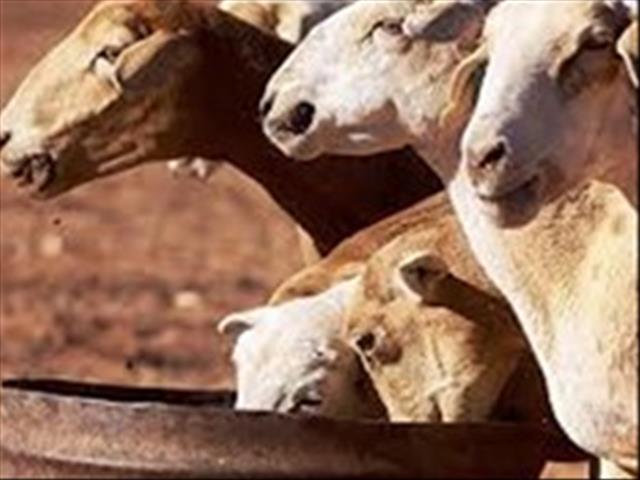 NK RPO teleurgesteld weens regeringshulp slegs aan sekere boere | News Article