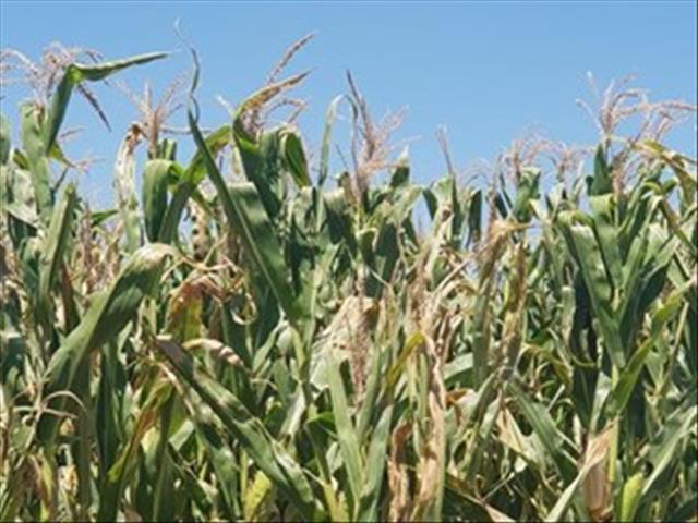Agri-Uur: Jongste Safex-nuus | News Article