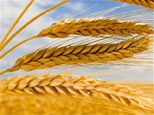 Agri-Uur: Jongste Safex-nuus | News Article