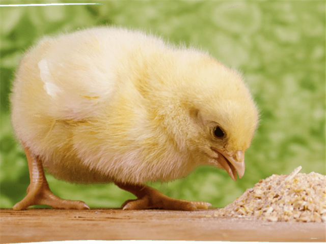 Country Bird Holdings, fokus op voedselsekerheid tydens #Covid19 | News Article