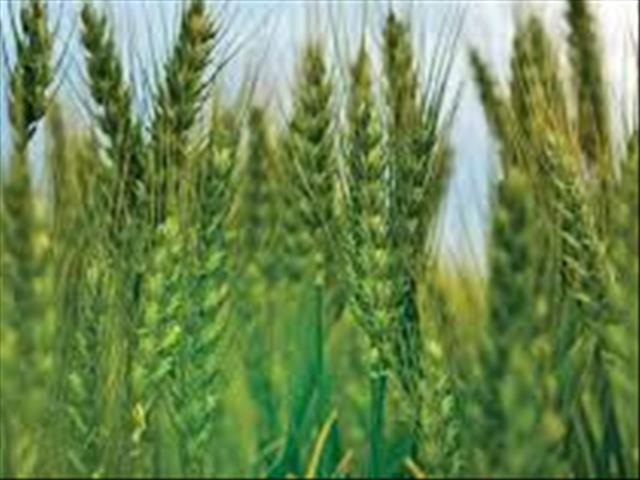 Agri-Uur: Jongste Safex-nuus | News Article