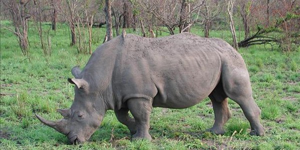 Conservation efforts lead to rise in black rhino numbers | News Article