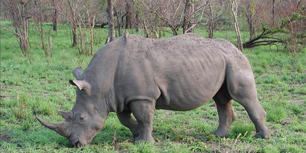 Conservation efforts lead to rise in black rhino numbers Conservation efforts lead to rise in black rhino numbers | News Article
