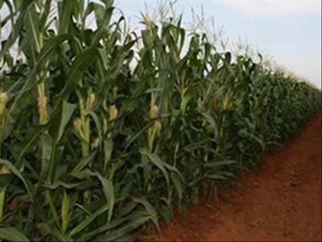 Agri-Uur: Jongste Safex-nuus | News Article
