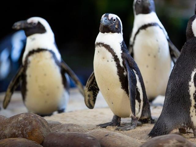 #OFMKidsCorner - Rogue Rockhopper penguins take over | News Article