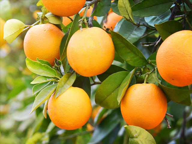 #OFMCardioClub - The benefits of oranges | News Article