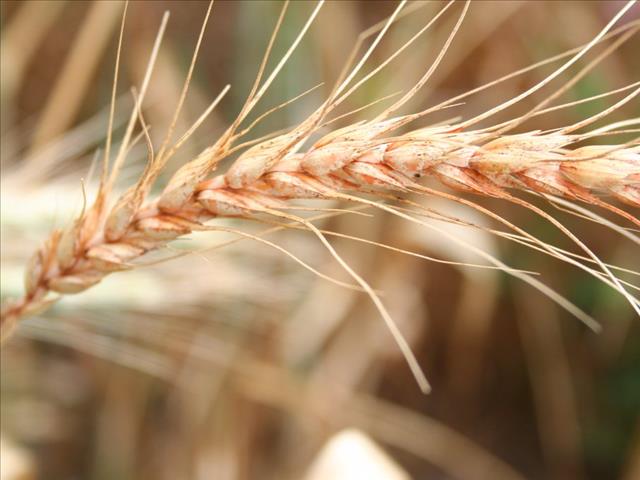 Agri-Uur: Jongste Safex-nuus | News Article
