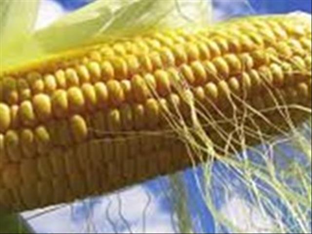  Mieliediefstal in Vrystaat neem tydens grendeltydperk kommerwekkend toe | News Article