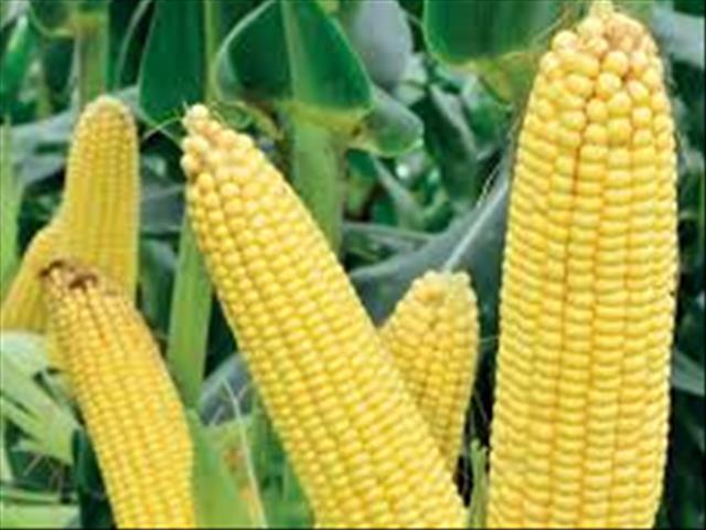 Agri-Uur: Jongste Safex-nuus | News Article