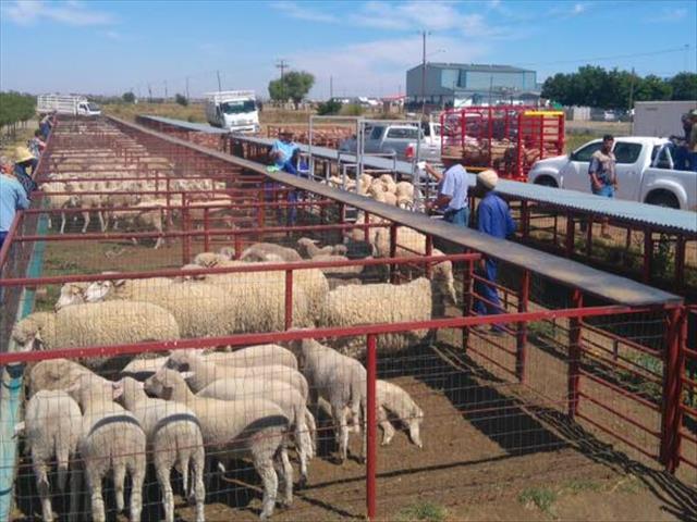 Die Vrystaatse polisie staak glo twee veeveilings in Kroonstad | News Article