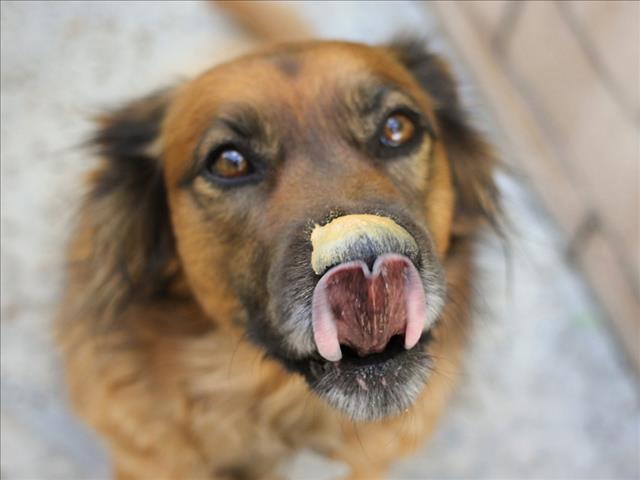 Weird Wide Web - Making it easy to cut your dog's nails | News Article