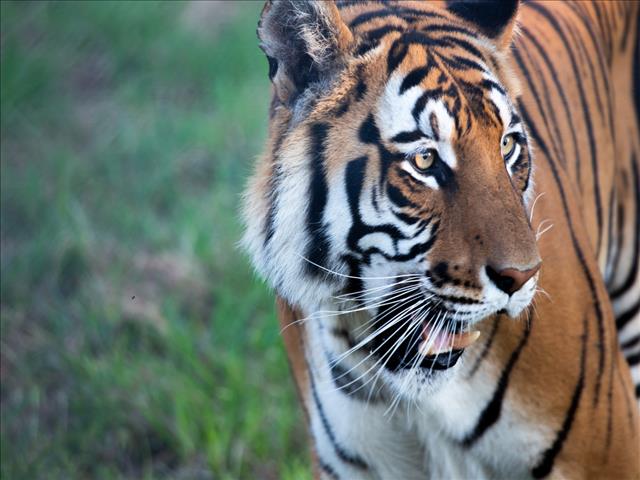 #OFMKinderhoekie - BFN tiere se nuwe tuiste | News Article