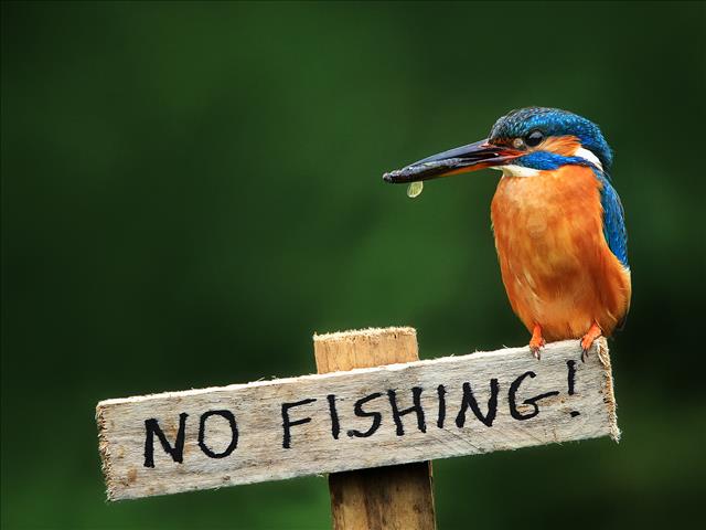 Weird Wide Web - Fishing made easy | News Article