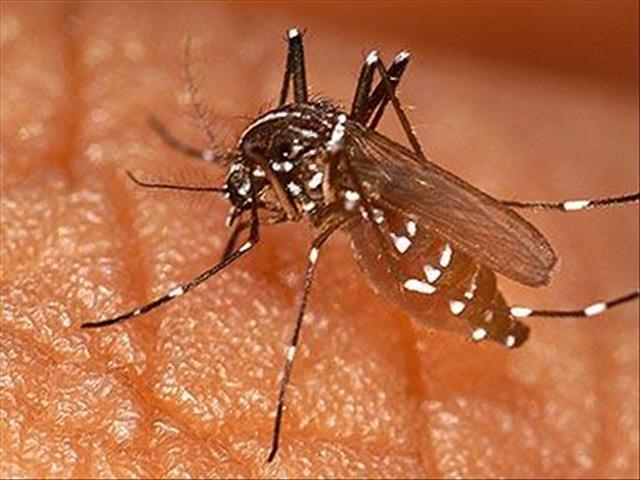 Countries urged not to neglect malaria, critical immunisation programmes | News Article
