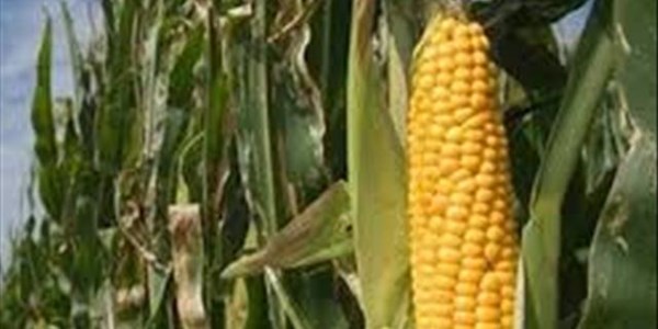 Senwes Grainlink: Hier is jou jongste Safex-pryse Senwes Grainlink: Hier is jou jongste Safex-pryse | News Article