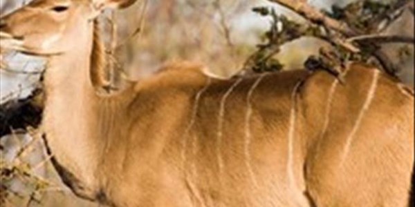 Saai sê wildbedryf kan kos verskaf Saai sê wildbedryf kan kos verskaf | News Article