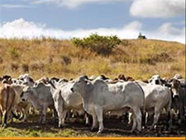 Beeswinkel se aanlynveilings ál gewilder, veral onder Vrystaters  | News Article