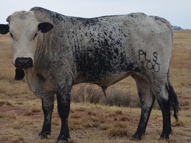 Vet diere behaal goeie pryse op veilings, ander se prys daal | News Article