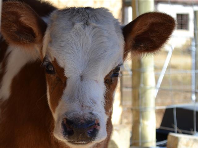Landbounuus-podcast: Kenner raai boere aan om later te kalf | News Article