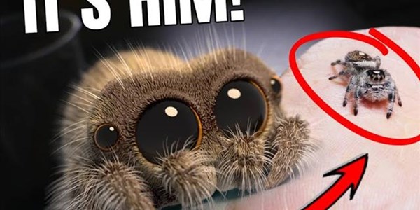 Weird Wide Web - Lucas the cutest spider you'll ever meet | News Article