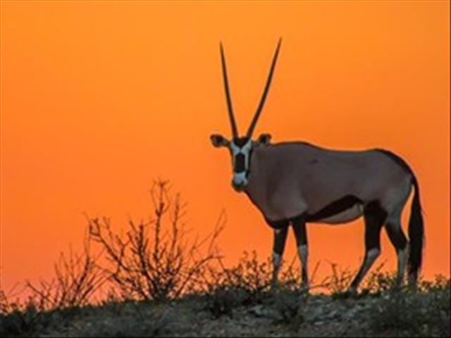 Kommersiële wildboerderye 'klassifiseer eerder as landbou' | News Article