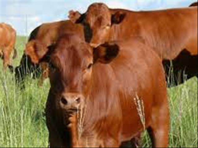 Landbounuus-podcast: Landbouveilings, -vervoer hervat op Vlak 4 | News Article