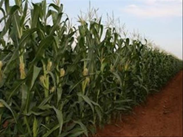 Agri-Uur: Jongste Safex-nuus | News Article