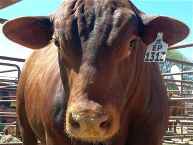 Landbounuus-podcast: Afslaershuis stel sy kliënte gerus oor Covid-19 geval | News Article
