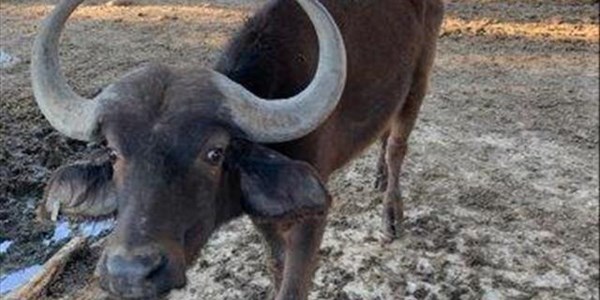 Shortage of funds delays relocation of Bfn buffaloes Shortage of funds delays relocation of Bfn buffaloes | News Article