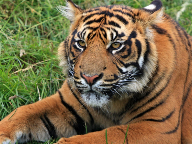 Bronx zoo tiger tests positive for #coronavirus | News Article