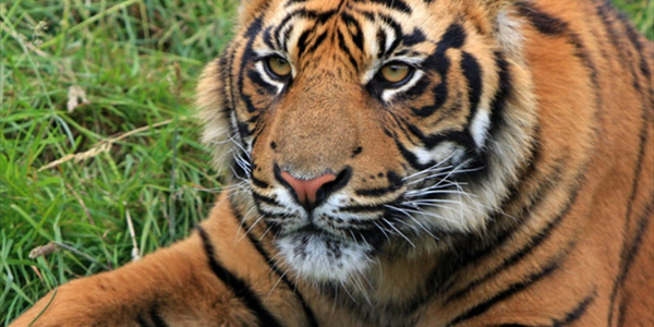 Bronx zoo tiger tests positive for #coronavirus | News Article