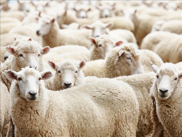 Landbounuus-podcast: Onderbreking in dié uitvoer skep reuse-probleem | News Article