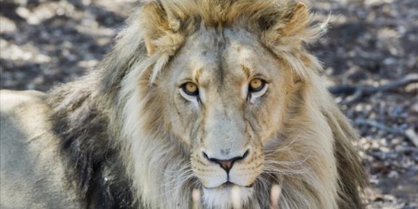 #Coronavirus: Government urged to ban wildlife trading #Coronavirus: Government urged to ban wildlife trading | News Article