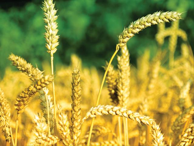 OFM Agri-Uur : Safex-nuus | News Article
