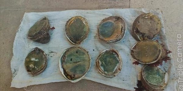 Suspects allegedly caught with abalone, expected in NC court Suspects allegedly caught with abalone, expected in NC court | News Article
