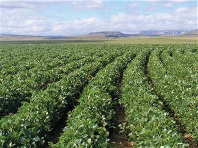 Agri-uur: Jongste Safex-nuus | News Article