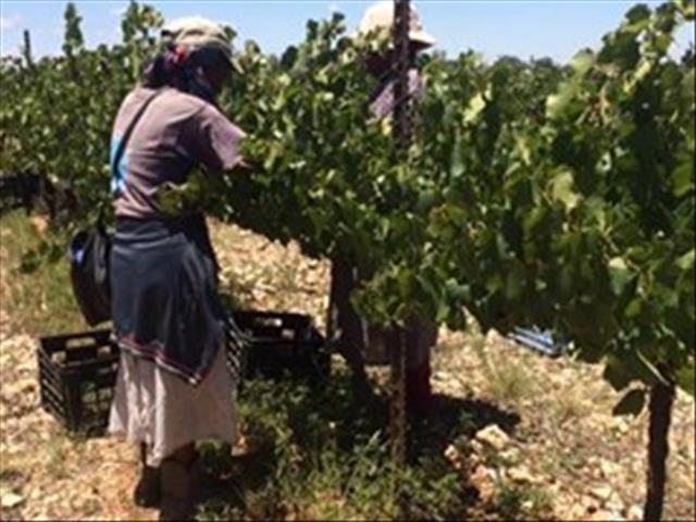#Covid19:  APAC verwelkom toegewings vir wyn, veilings | News Article