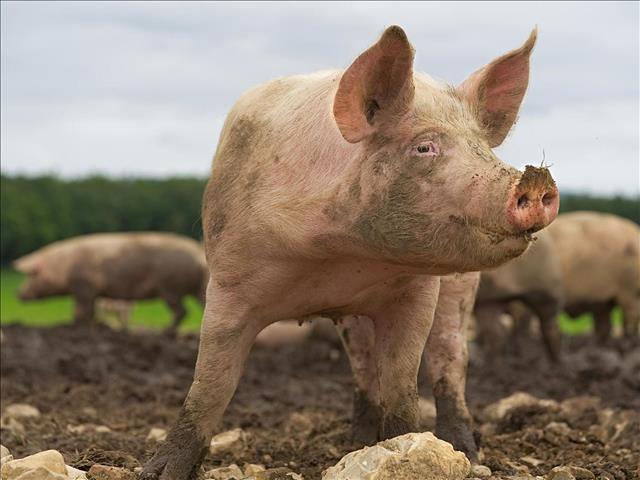 Landbounuus-podcast: Afrika-varkpes breek in Oos-Kaap uit | News Article