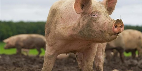 Landbounuus-podcast: Afrika-varkpes breek in Oos-Kaap uit | News Article