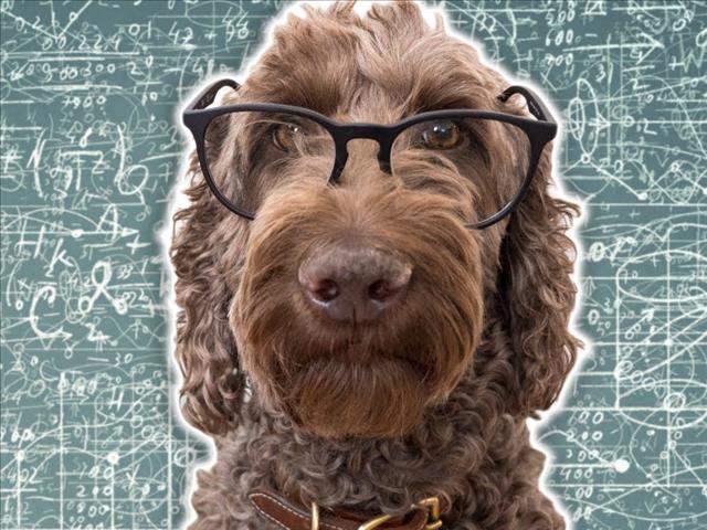 Weird Wide Web - Dogs are too smart for us | News Article