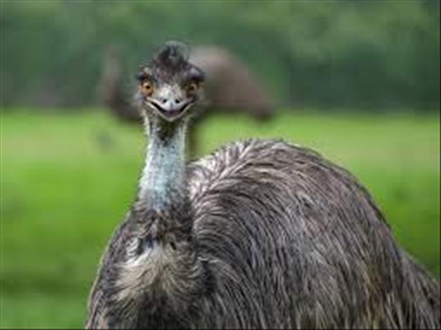 Dutch police find emu running through city | News Article