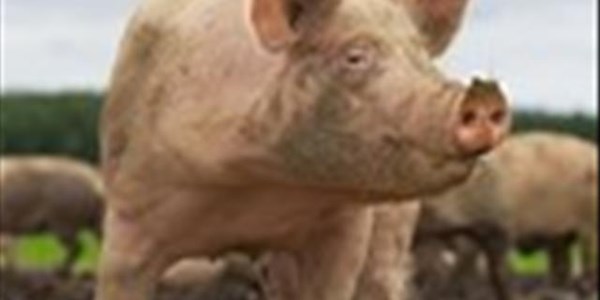 SAVPO: Varkbedryf verstaan impak van Afrika-varkpes SAVPO: Varkbedryf verstaan impak van Afrika-varkpes | News Article