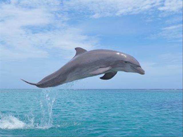 That thing Enriko told you about the dolphins.. | News Article