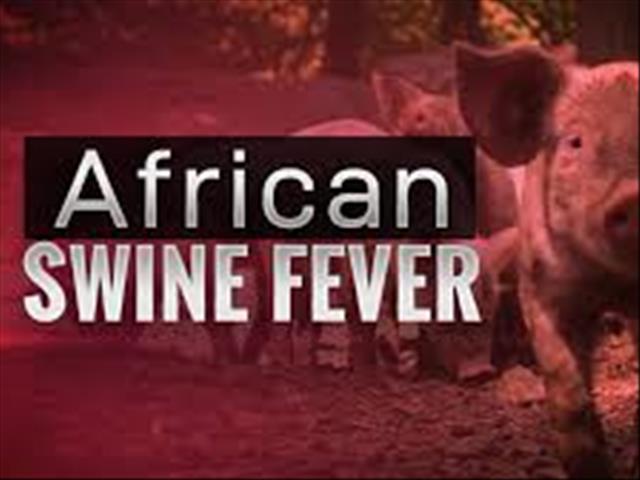 Control measures in place after EC's African swine fever outbreak | News Article