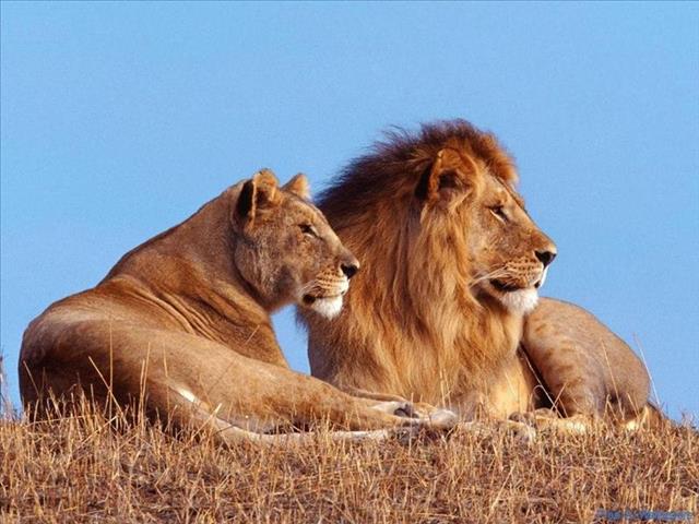 Seven lions escape from Limpopo game farm | News Article