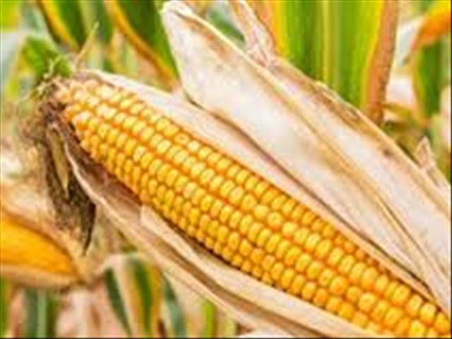 #Covid19 relief fund: Farmers can expect vouchers soon | News Article