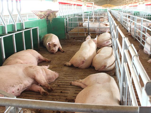 SA-varkbedryf neem biosekuriteit ernstig op | News Article