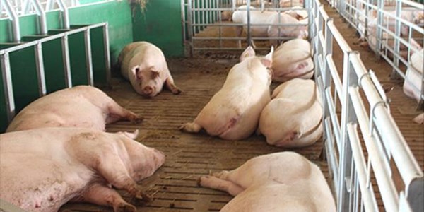 SA-varkbedryf neem biosekuriteit ernstig op | News Article
