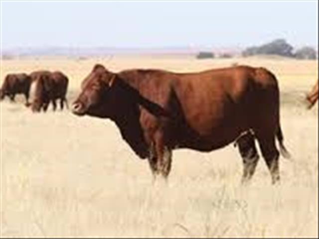 Prys van lewende hawe op veilings op die herstelpad | News Article